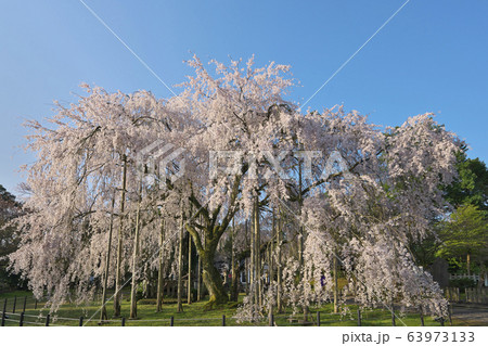 足羽神社の枝垂桜 63973133