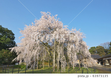 足羽神社の枝垂桜 63973135