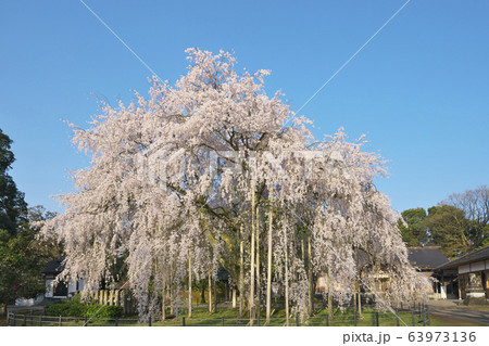 足羽神社の枝垂桜 63973136