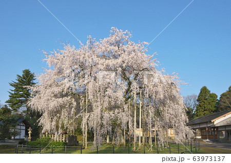 足羽神社の枝垂桜 63973137