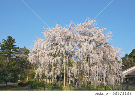 足羽神社の枝垂桜 63973138
