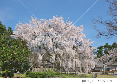 足羽神社の枝垂桜 足羽神社の枝垂桜 63973141