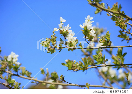 リキュウバイの花 リキュウバイの花 63973194