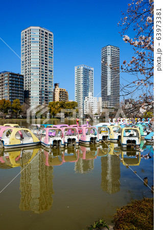 サクラ満開の上野の不忍池 63973381