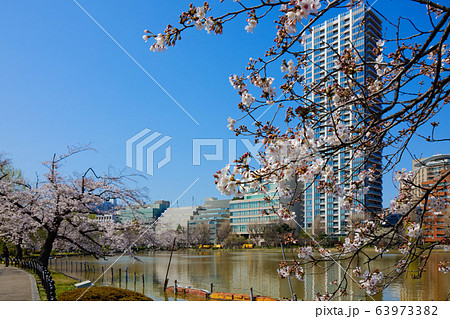 サクラ満開の上野の不忍池 63973382