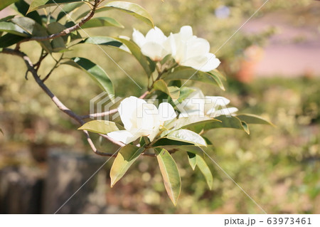 ミヤマガンショウの花 白嶺の写真素材