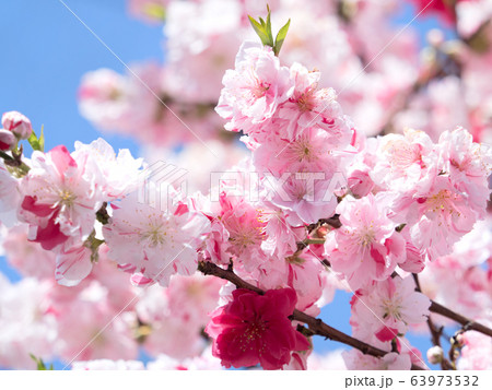 ハナモモ 63973532