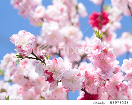 ハナモモ 63973533