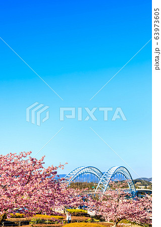 新西海橋と河津桜　【長崎県西海市】 63973605