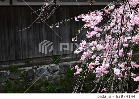春のイメージ 京都祇園白川の桜 春のイメージ 京都祇園白川の桜 63974144