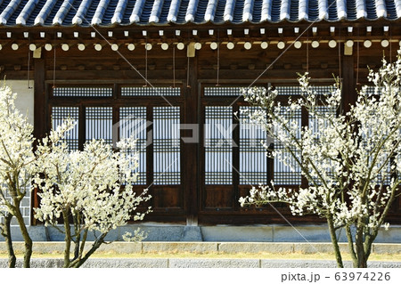 顕忠祠 春 梅 63974226