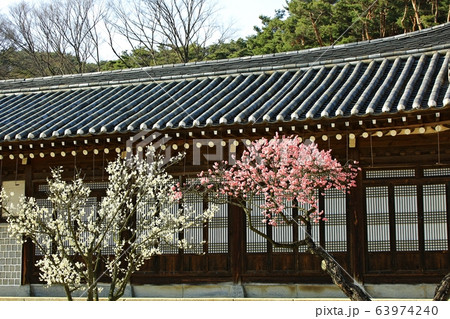 顕忠祠 春 梅 63974240