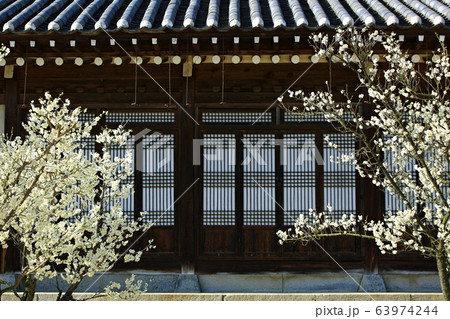 顕忠祠 春 梅 63974244