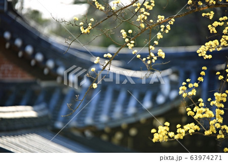 顕忠祠 春 梅 63974271