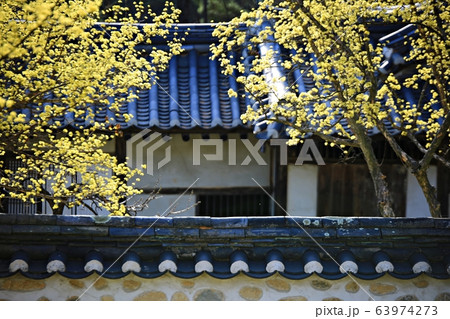 顕忠祠 春 梅 63974273