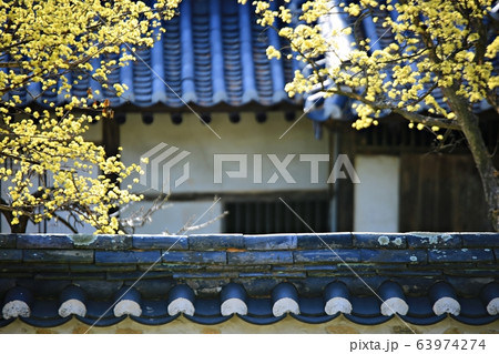 顕忠祠 春 梅 63974274