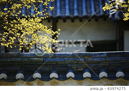 顕忠祠 春 梅 63974275