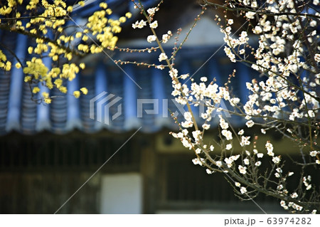 顕忠祠 春 梅 63974282