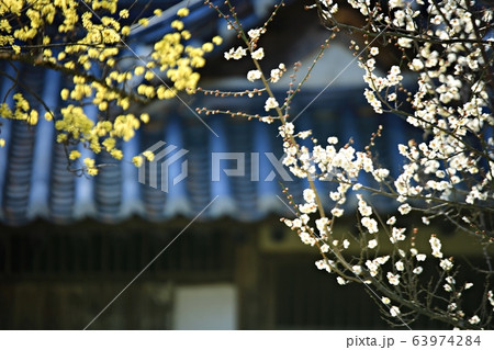 顕忠祠 春 梅 63974284