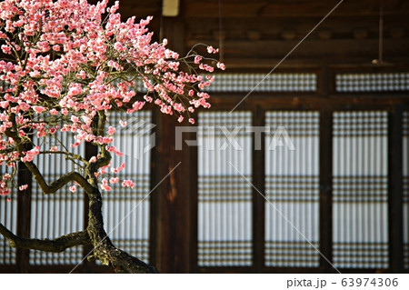 顕忠祠 春 梅 63974306