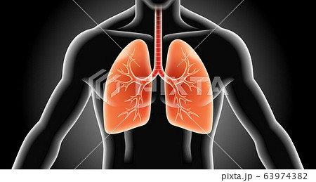 Lung x-ray vector illustrations. 63974382