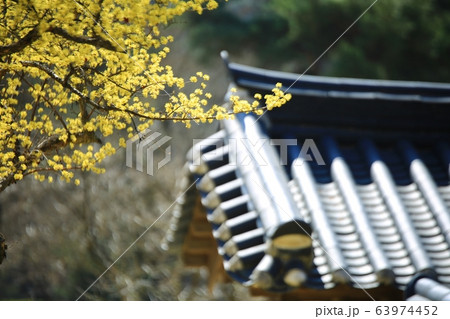 顕忠祠 春 梅 63974452