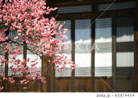 顕忠祠 春 梅 63974454