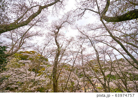 桜 63974757