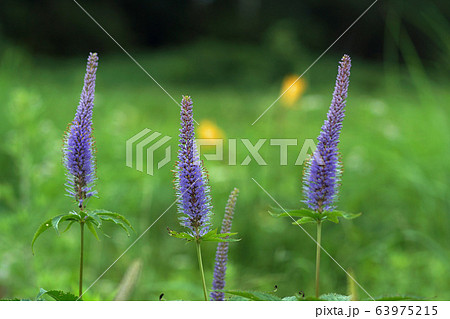 クガイソウ 63975215