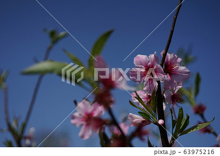 アーモンドの花 63975216