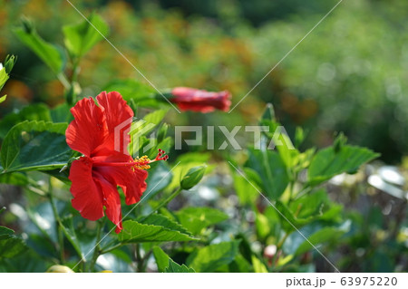 ハイビスカス ハイビスカス 63975220