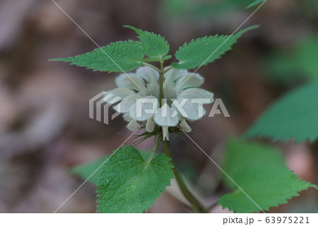 オドリコソウ 63975221