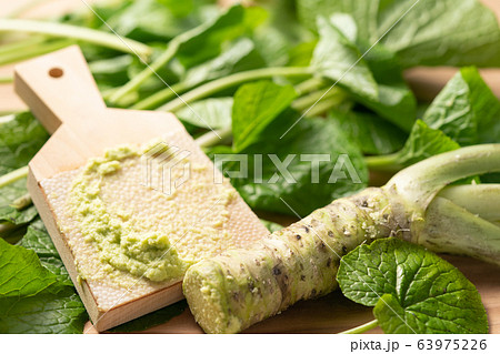 本山葵と山葵の葉 本山葵と山葵の葉 63975226