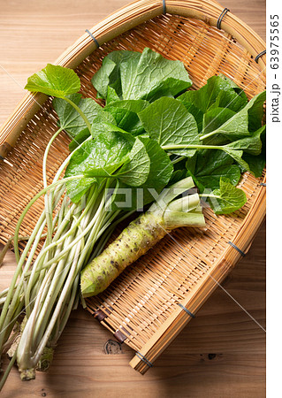 本山葵と山葵の葉 63975565