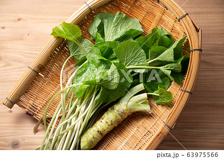 本山葵と山葵の葉 63975566