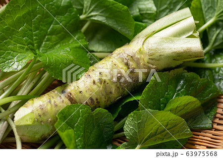 本山葵と山葵の葉 本山葵と山葵の葉 63975568