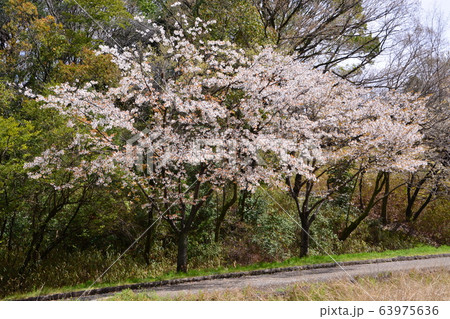 山田池公園 山田池公園 63975636