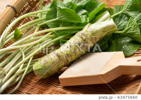 本山葵と山葵の葉 本山葵と山葵の葉 63975660