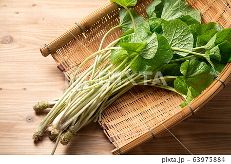 山葵の葉 山葵の葉 63975884