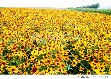 一面の黄色い花 63976034