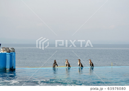 のとじま水族館のペンギン 63976080