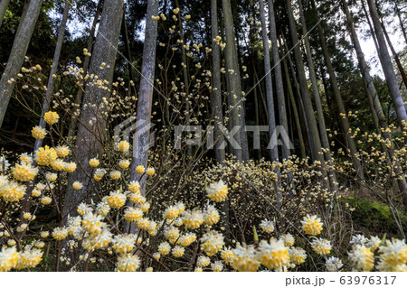 西方寺のミツマタ 63976317