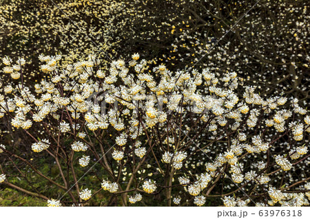 西方寺のミツマタ 63976318