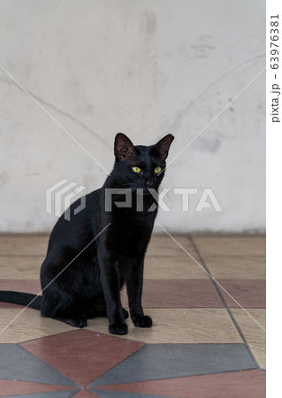 黒猫 63976381