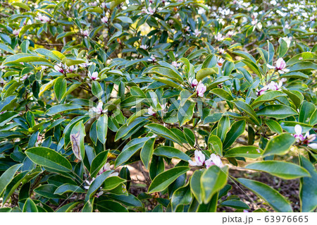 満開のオガタマノキの花 63976665