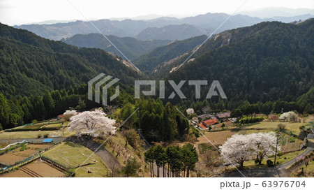 八徳の1本桜 63976704