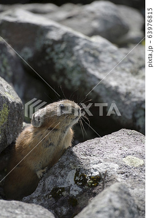 エゾナキウサギ 63976815