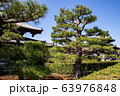 東福寺の松の木 63976848