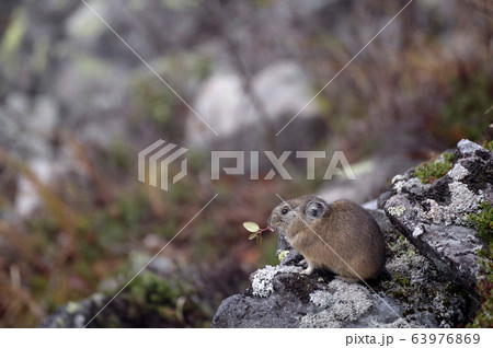 エゾナキウサギ 63976869