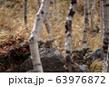 エゾナキウサギ 63976872